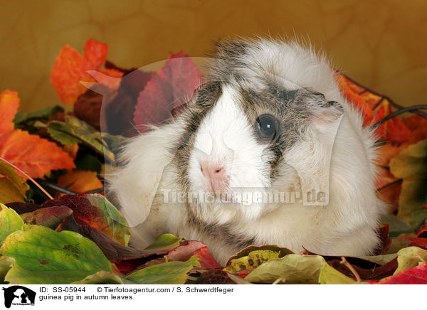 Rosettenmeerschwein in Herbstlaub / guinea pig in autumn leaves / SS-05944