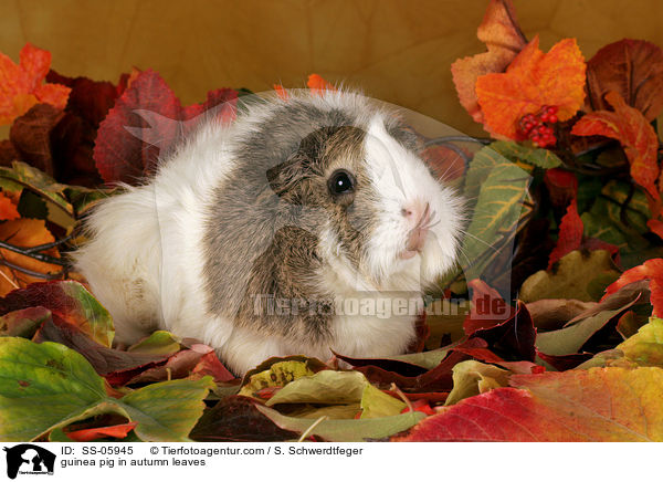 Rosettenmeerschwein in Herbstlaub / guinea pig in autumn leaves / SS-05945