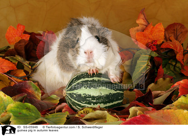 Rosettenmeerschwein in Herbstlaub / guinea pig in autumn leaves / SS-05946