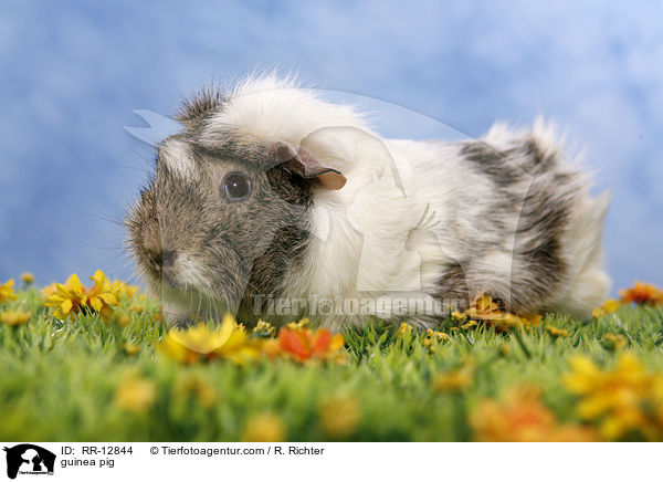 Rosettenmeerschwein / guinea pig / RR-12844