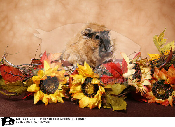 guinea pig in sun flowers / RR-17718
