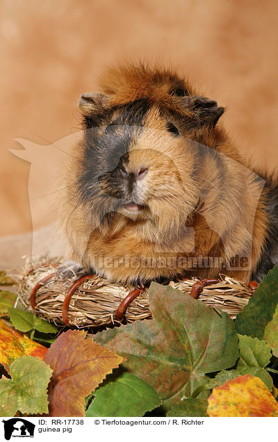 Meerschwein / guinea pig / RR-17738