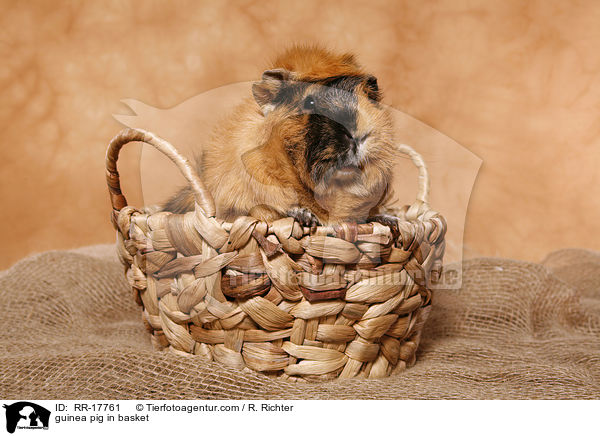 Meerschweinchen im Krbchen / guinea pig in basket / RR-17761