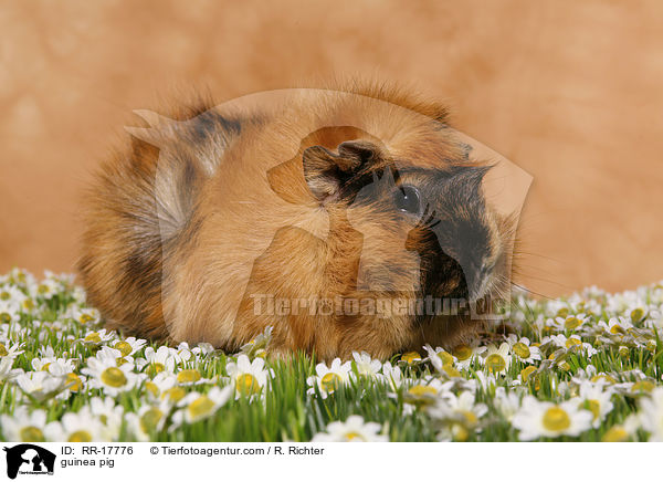 Meerschweinchen / guinea pig / RR-17776