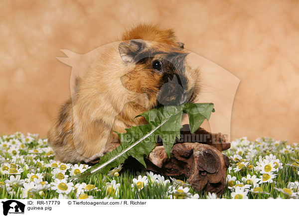 Meerschweinchen / guinea pig / RR-17779