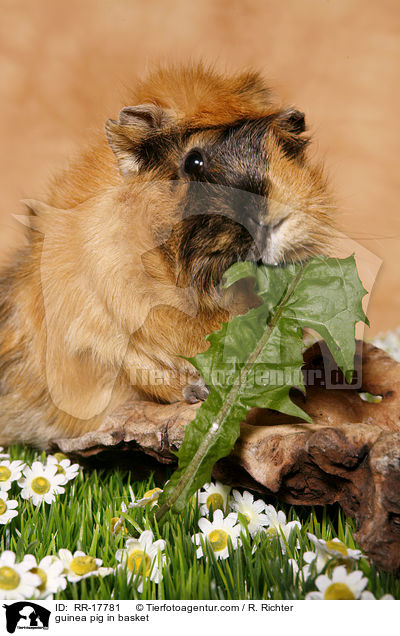 guinea pig in basket / RR-17781