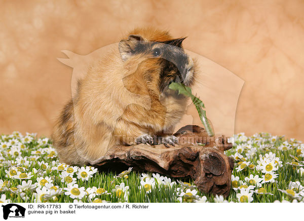 guinea pig in basket / RR-17783