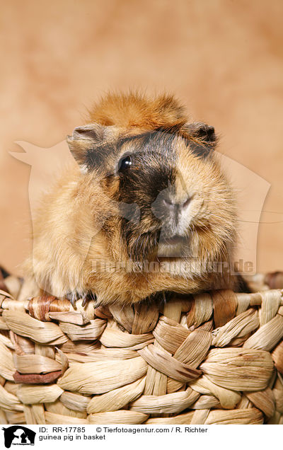 Meerschweinchen im Krbchen / guinea pig in basket / RR-17785
