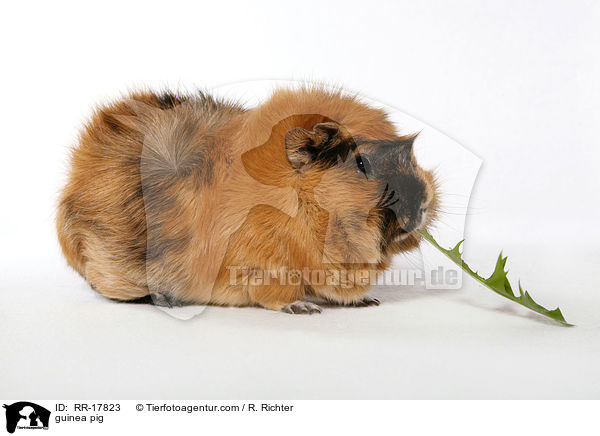 Rosettenmeerschwein / guinea pig / RR-17823