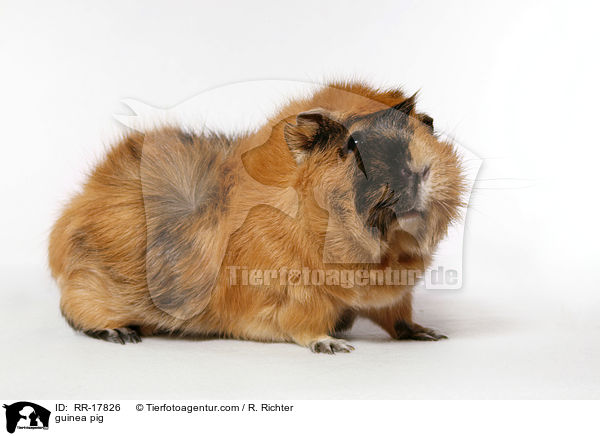 guinea pig / RR-17826