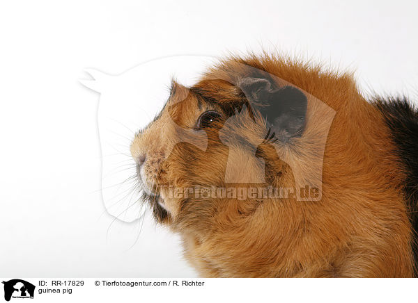 Rosettenmeerschwein / guinea pig / RR-17829