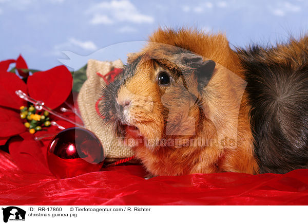 Weihnachtsmeerschweinchen / christmas guinea pig / RR-17860