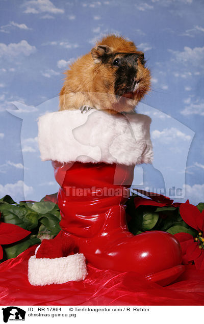 Weihnachtsmeerschweinchen / christmas guinea pig / RR-17864