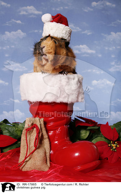 Weihnachtsmeerschweinchen / christmas guinea pig / RR-17865