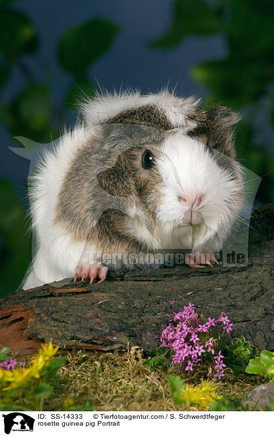 rosette guinea pig Portrait / SS-14333