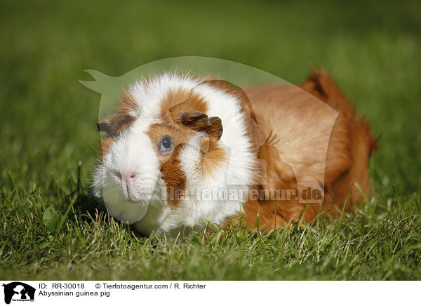 Abyssinian guinea pig / RR-30018