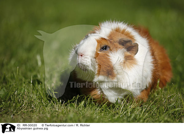 Rosettenmeerschweinchen / Abyssinian guinea pig / RR-30020