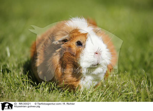 Abyssinian guinea pig / RR-30021