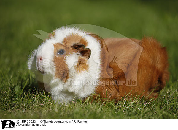 Abyssinian guinea pig / RR-30023