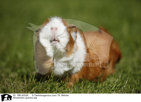 Abyssinian guinea pig / RR-30026