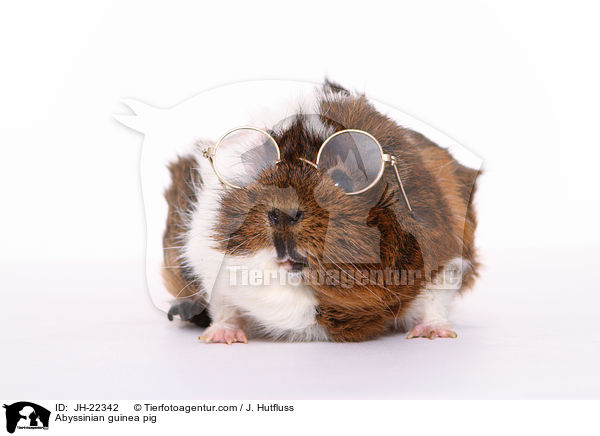 Abyssinian guinea pig / JH-22342