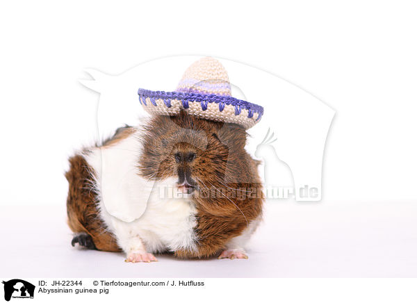 Abyssinian guinea pig / JH-22344