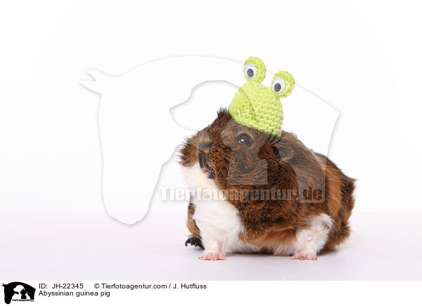 Rosettenmeerschwein / Abyssinian guinea pig / JH-22345
