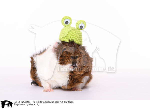 Abyssinian guinea pig / JH-22346