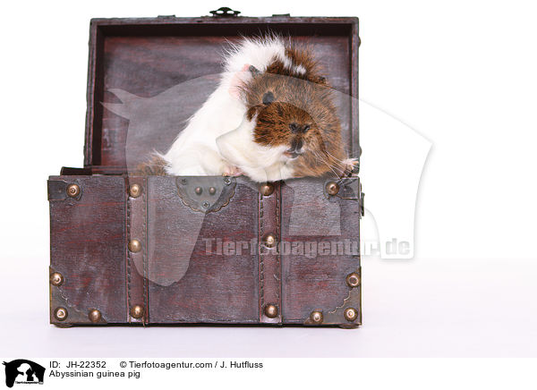 Abyssinian guinea pig / JH-22352