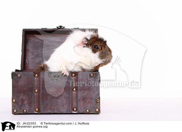 Abyssinian guinea pig / JH-22353
