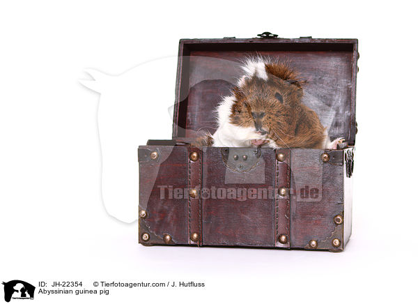 Abyssinian guinea pig / JH-22354