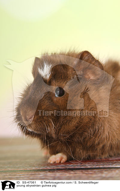 young abyssinian guinea pig / SS-47061