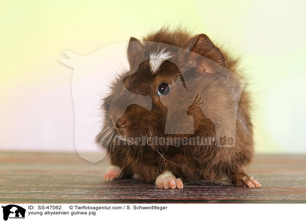 young abyssinian guinea pig / SS-47062