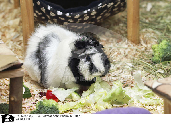 Guinea Pig / KJ-01707