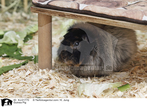 Meerschweinchen / Guinea Pig / KJ-01770