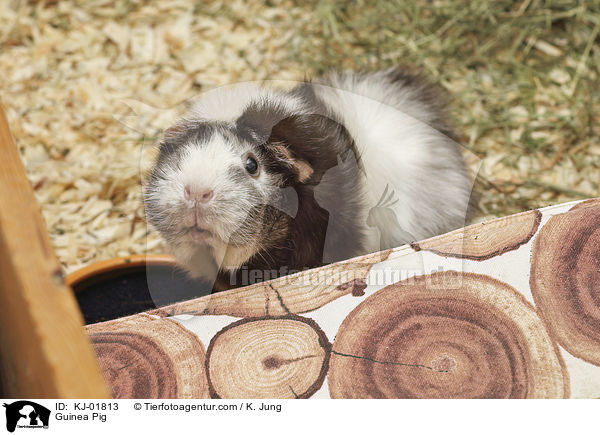 Meerschweinchen / Guinea Pig / KJ-01813