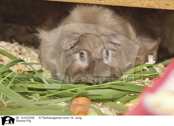 Meerschweinchen / Guinea Pig / KJ-01830