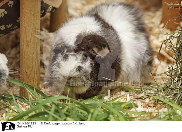 Meerschweinchen / Guinea Pig / KJ-01833
