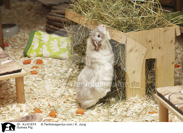 Meerschweinchen / Guinea Pig / KJ-01874