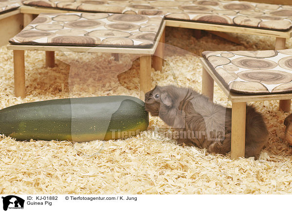 Meerschweinchen / Guinea Pig / KJ-01882