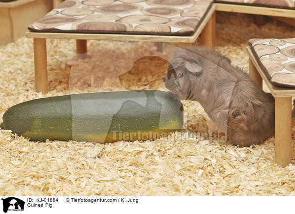 Meerschweinchen / Guinea Pig / KJ-01884