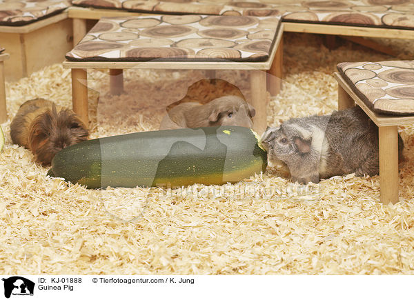 Meerschweinchen / Guinea Pig / KJ-01888