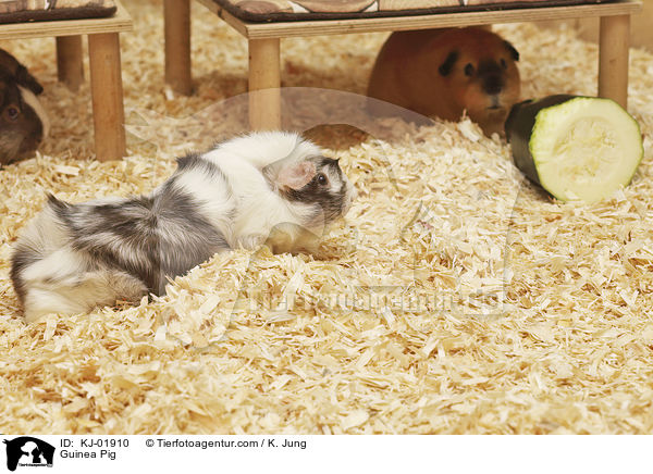 Meerschweinchen / Guinea Pig / KJ-01910