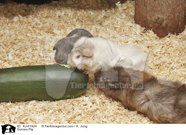 Meerschweinchen / Guinea Pig / KJ-01924