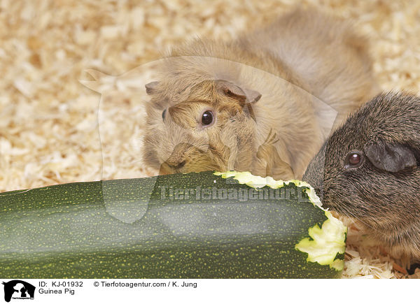 Meerschweinchen / Guinea Pig / KJ-01932