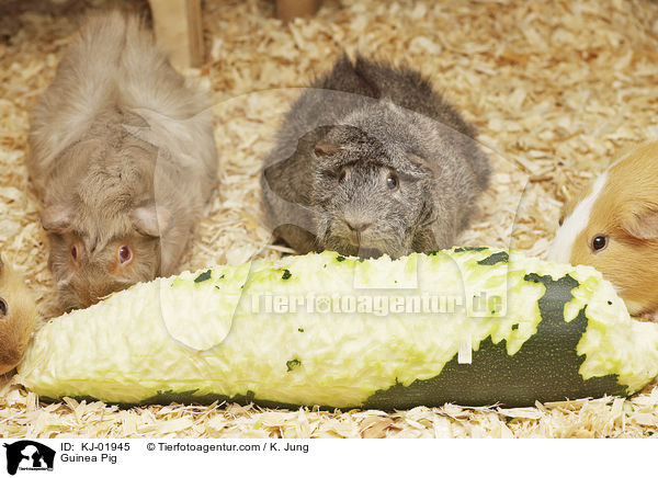 Meerschweinchen / Guinea Pig / KJ-01945