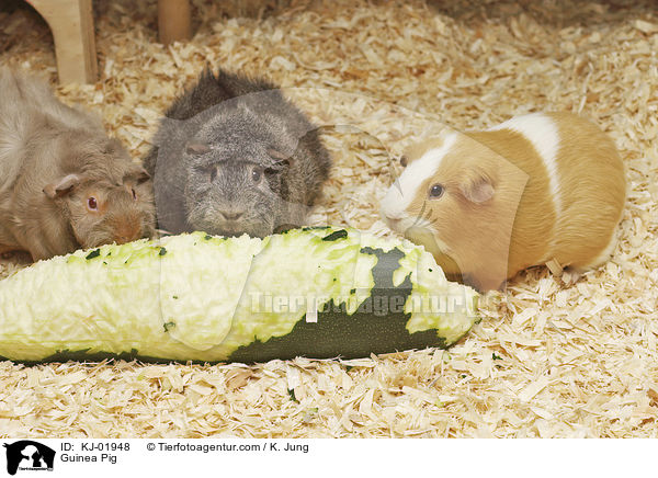 Meerschweinchen / Guinea Pig / KJ-01948