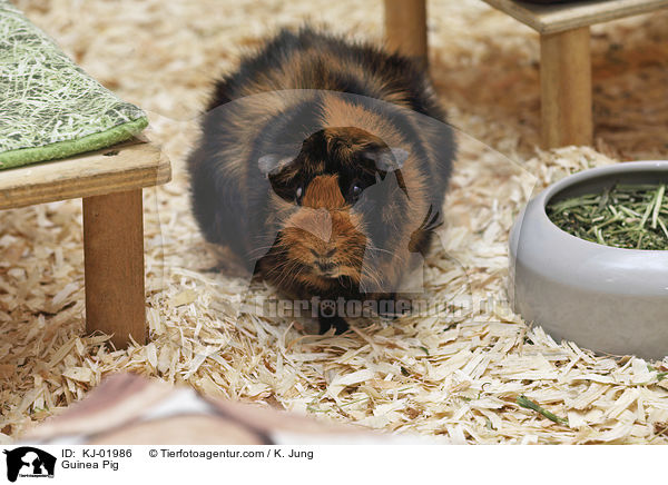 Meerschweinchen / Guinea Pig / KJ-01986