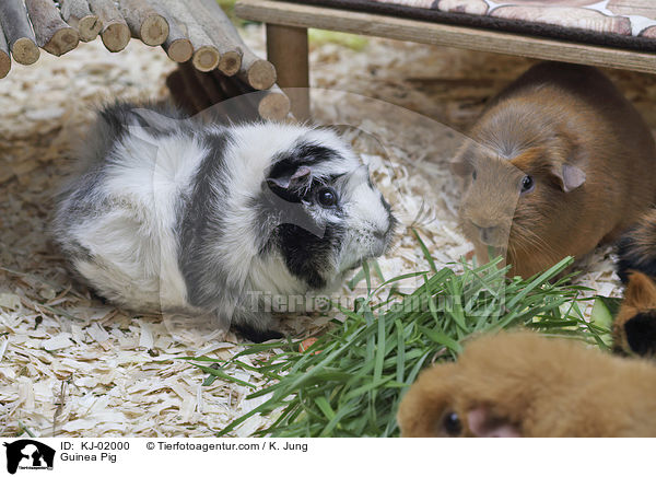 Meerschweinchen / Guinea Pig / KJ-02000