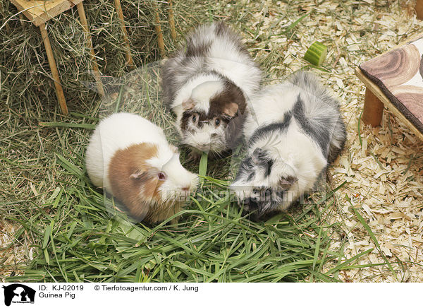 Meerschweinchen / Guinea Pig / KJ-02019